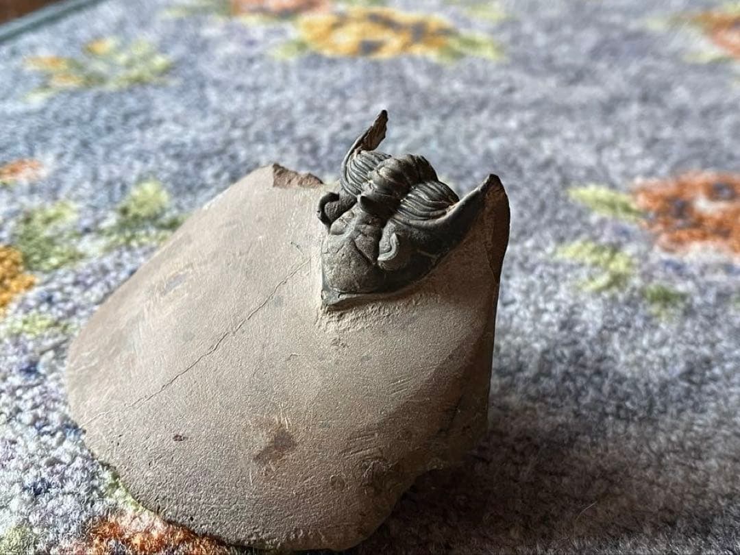 三葉虫　メタカンシナsp