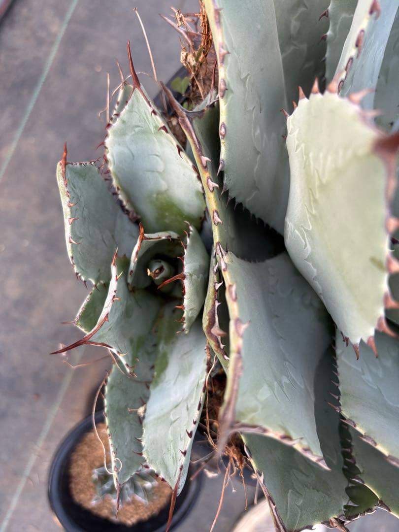 アガベ　パリーハイブリッド　特大サイズ　鉢毎発送致します。検　リップルエフェクト