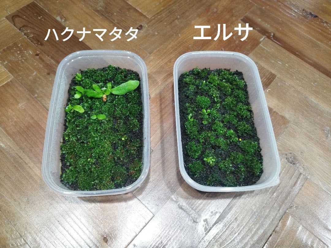 taichi　ベイチーリサ、ハクナマタタ、エルサ、OMG　4種セット