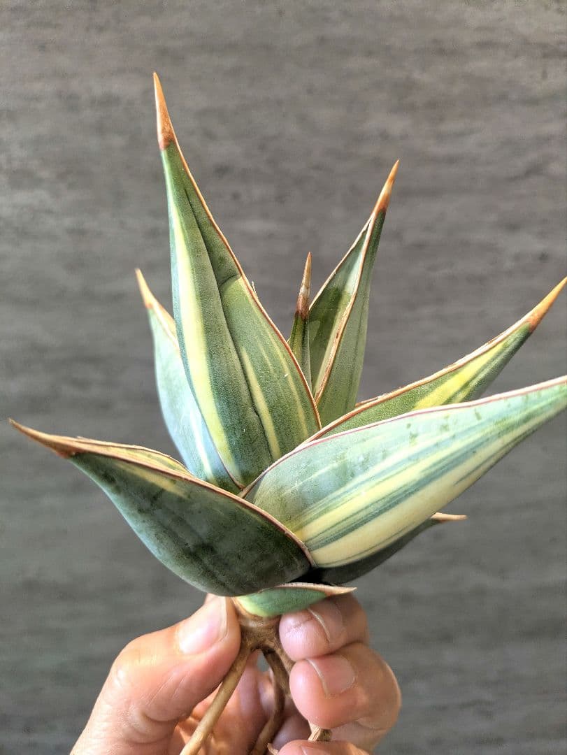 ピングイキュラ　縞斑　サンスベリア　輸入株 サボテン ユーフォルビア アガベ