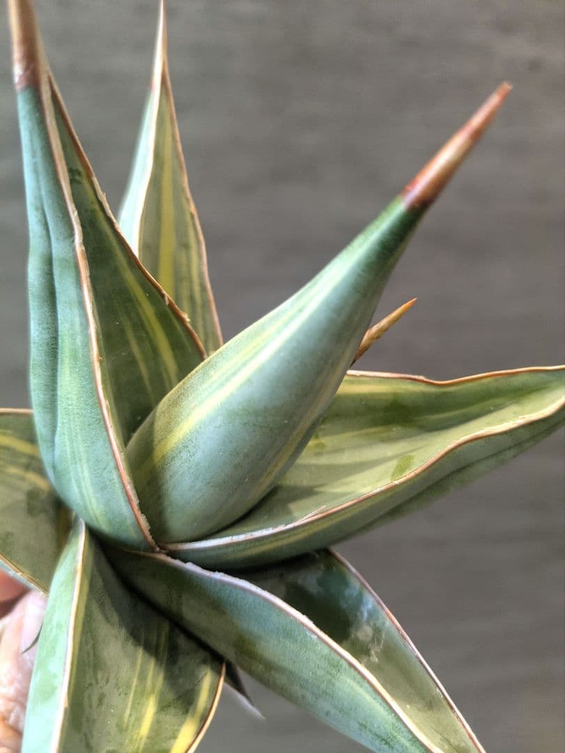 ピングイキュラ　縞斑　サンスベリア　輸入株 サボテン ユーフォルビア アガベ