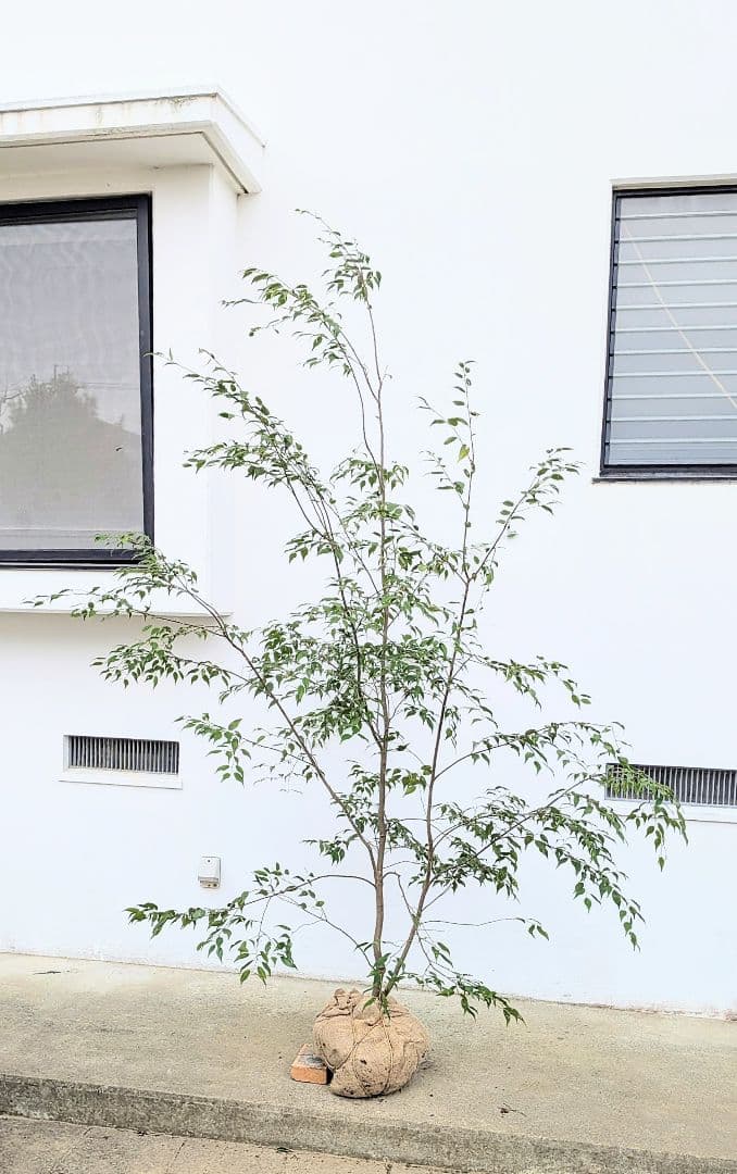 降臨。至極の山採りハイノキ。