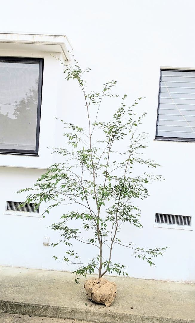 降臨。至極の山採りハイノキ。