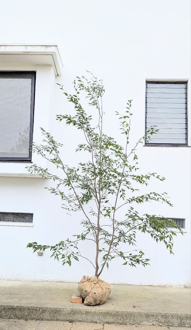 降臨。至極の山採りハイノキ。