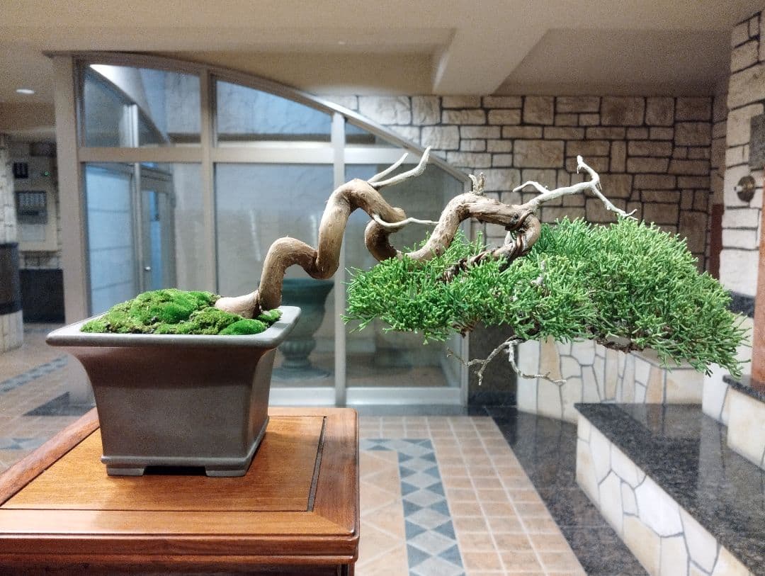 素晴らしい糸魚川真柏盆栽