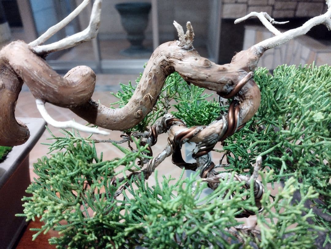 素晴らしい糸魚川真柏盆栽