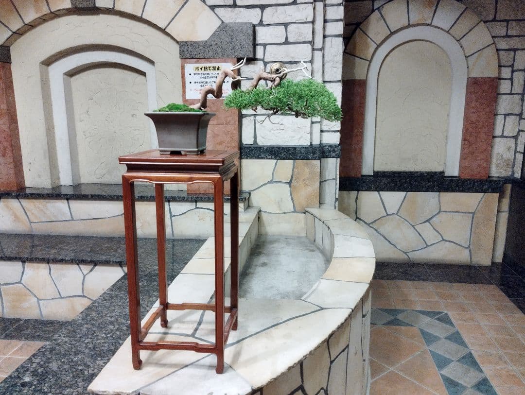 素晴らしい糸魚川真柏盆栽