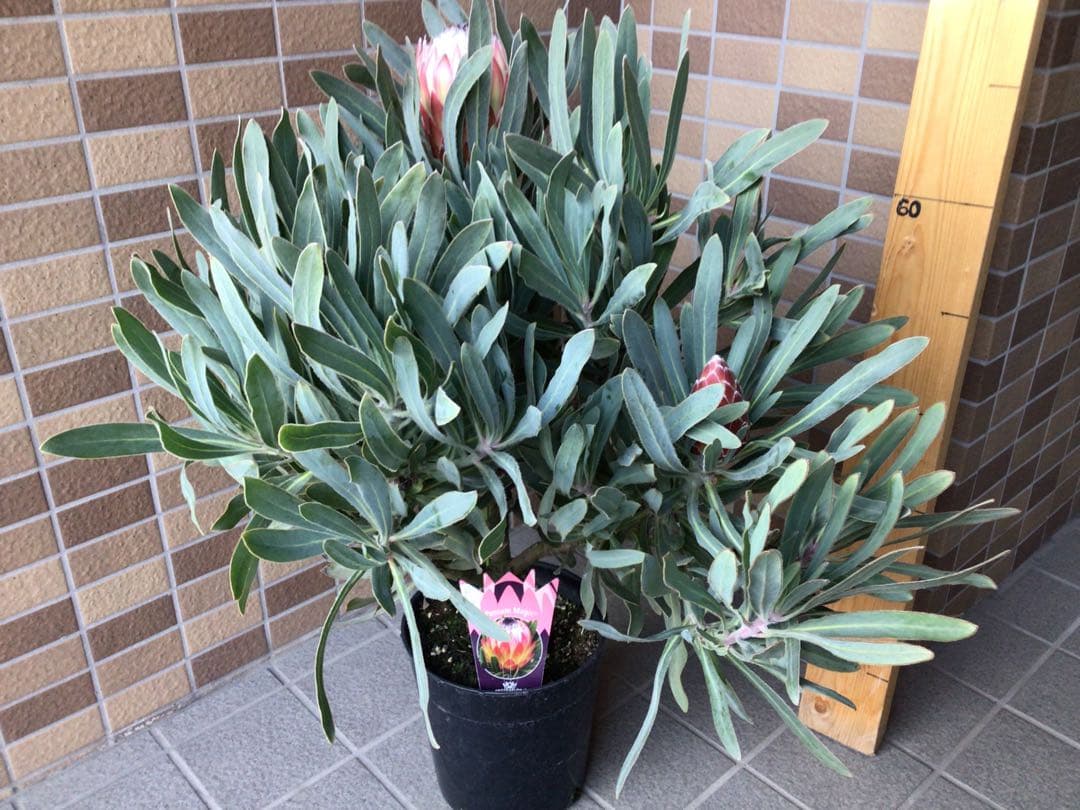 現品1点物の幹極太でつぼみたくさんのプロテア・ポッサムマジック