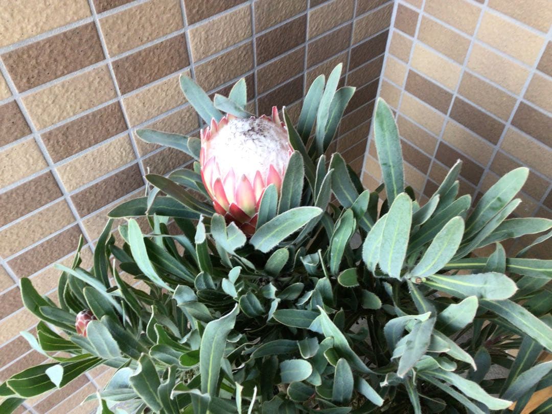 現品1点物の幹極太でつぼみたくさんのプロテア・ポッサムマジック