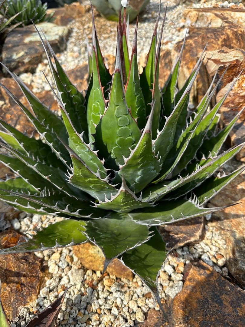 US産　モンタナ　選抜株