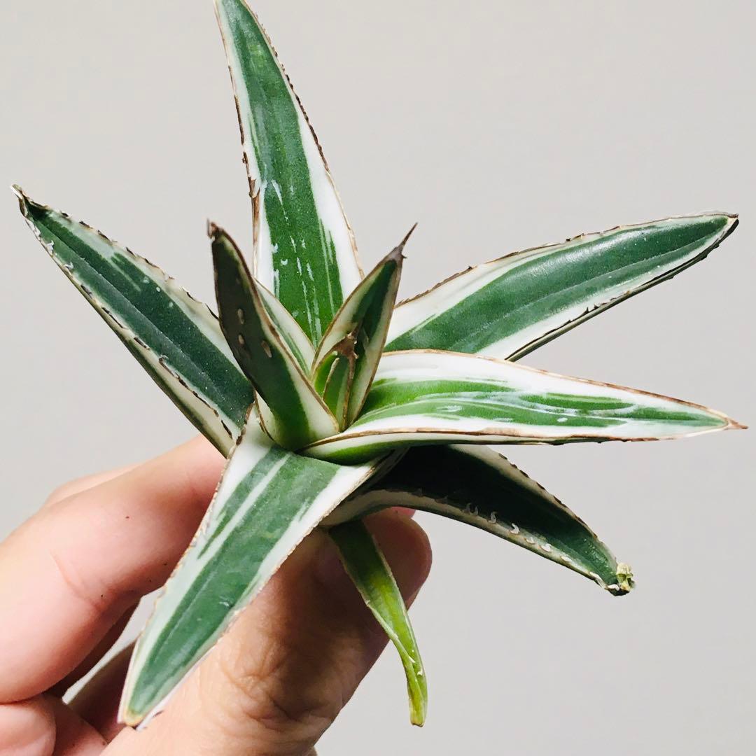 【本物】氷山 純血 純白斑 TC苗 アガベ 笹の雪 Agave Hyouzan