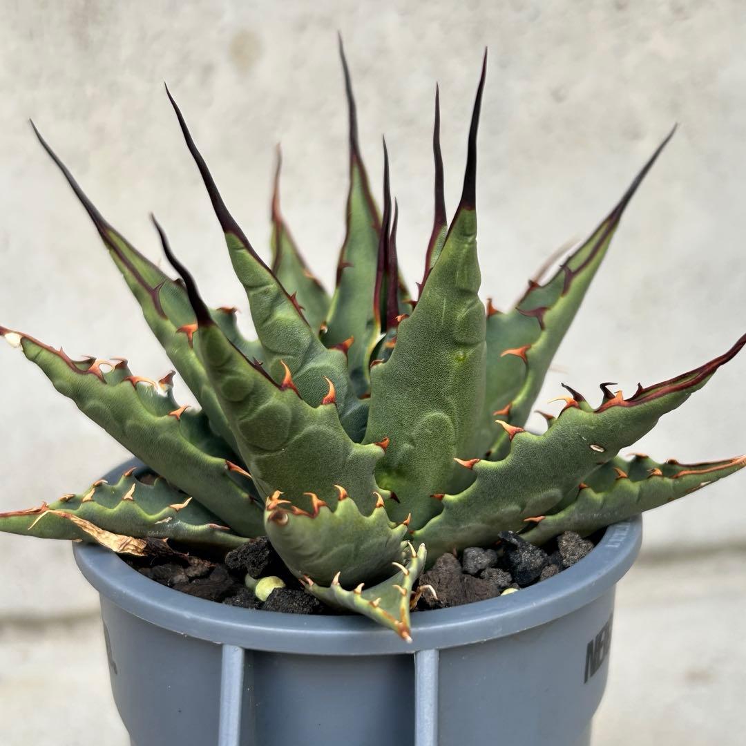 希少子株 アガベ ネバデンシス × コロラータ ハイブリッド ネバコロ