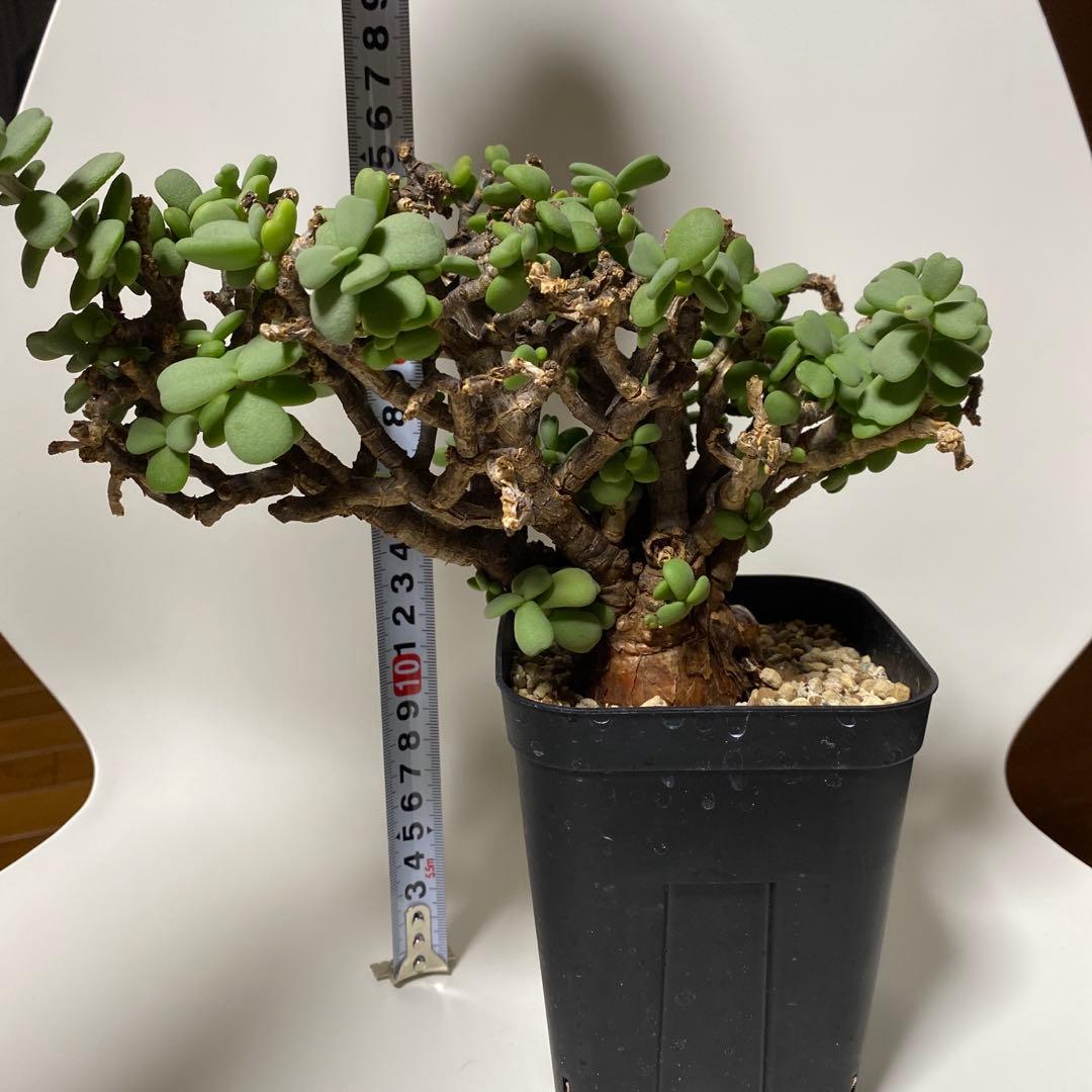 ケラリア　ピグマエア　現地球　多肉植物　塊根植物　観葉植物　珍奇植物