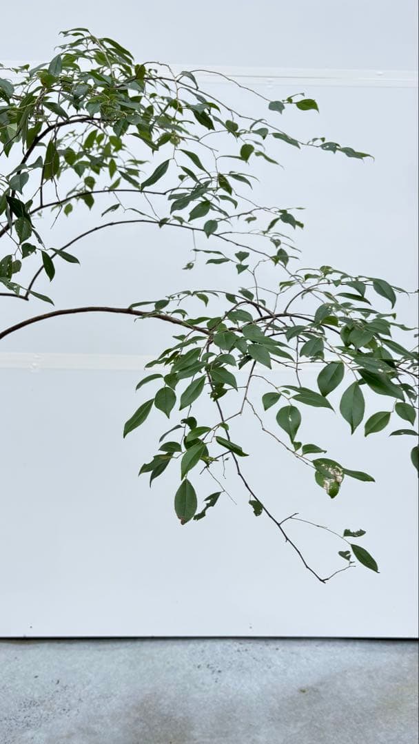 希少 山採り 曲がりの美しい シャシャンボ 695 樹高1.4m位 シャシャンポ