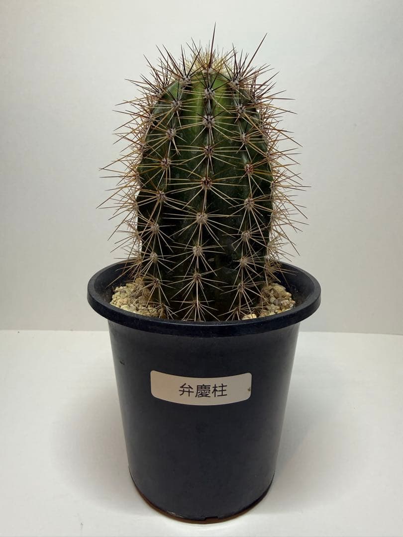 弁解柱　サボテン　鉢付き