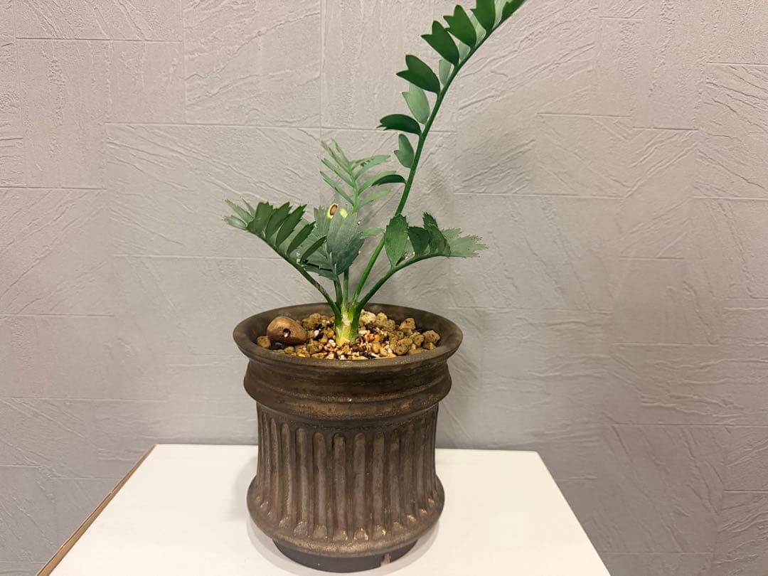 エンセファラルトス　ホリダス・作家鉢　保田修作氏