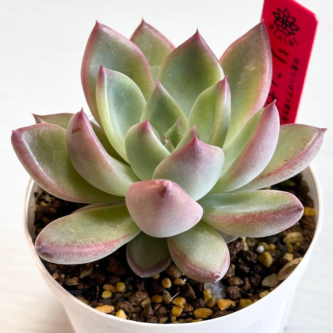 ち*ん様 多肉植物　中里リンゼアナ実生苗　実生苗　札付き　ポットごと発送いたしま