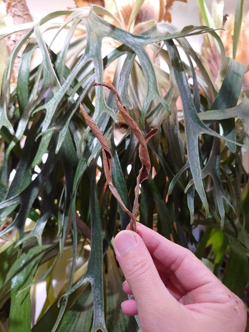 ▲胞子▼ P.Mt.Lewis ビカクシダ