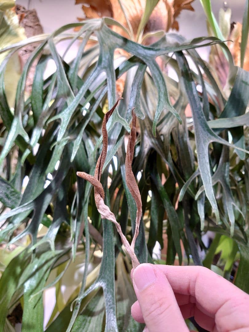 ▲胞子▼ P.Mt.Lewis ビカクシダ