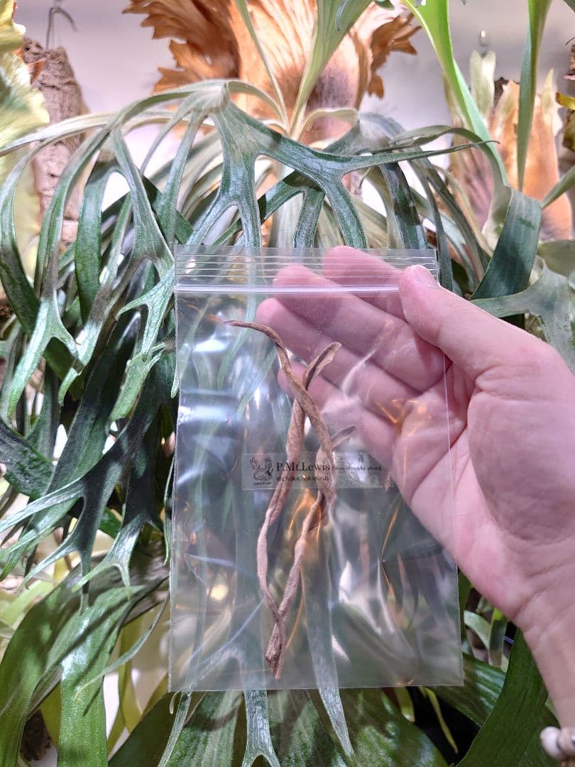 ▲胞子▼ P.Mt.Lewis ビカクシダ