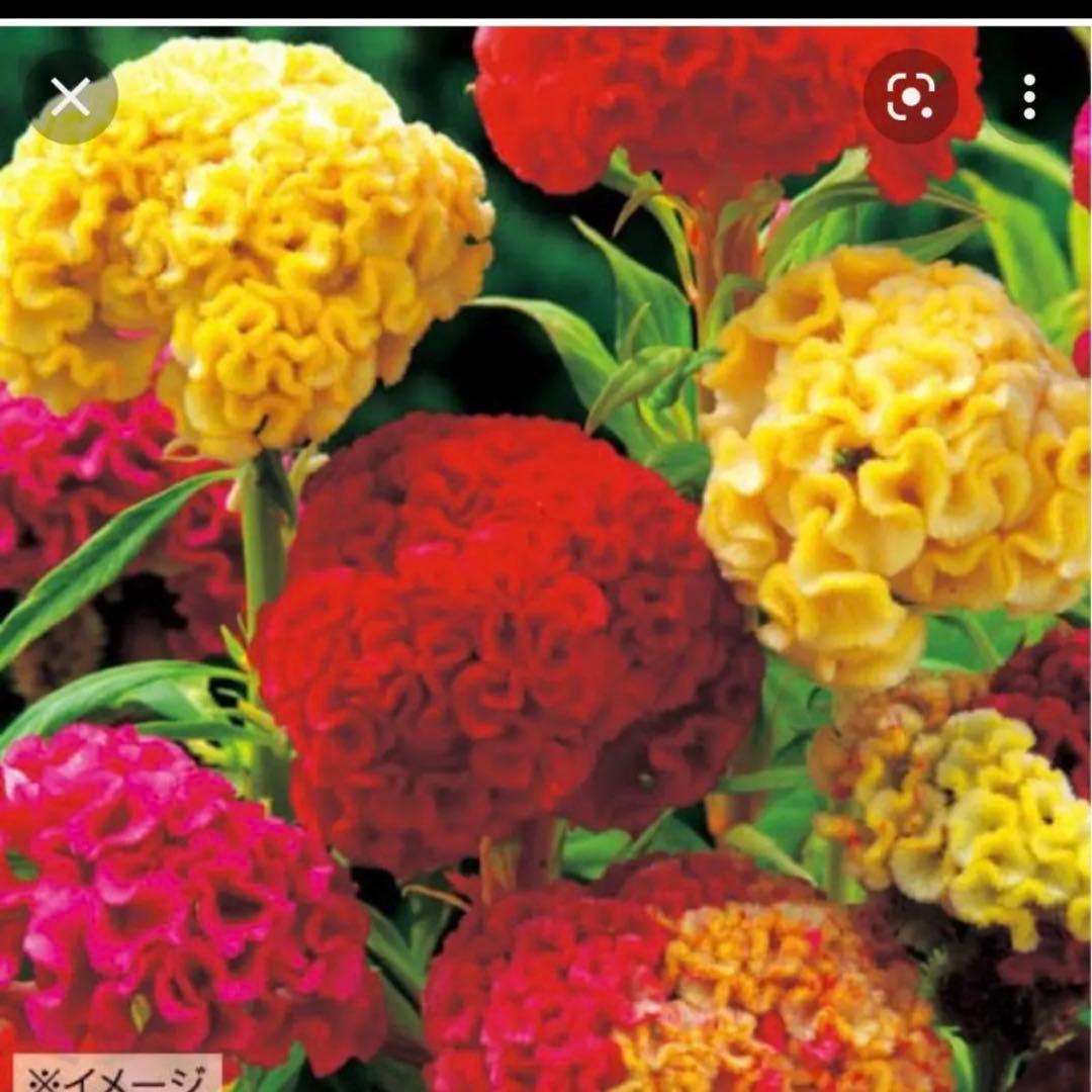 久留米ケイトウ トサカケイトウ 苗