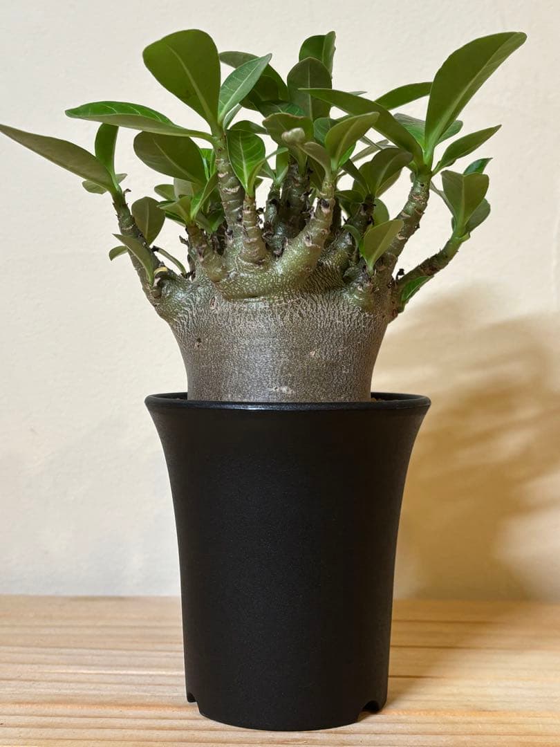 レア株‼︎アデニウム　ブラックゴジラ（希少・美株）
