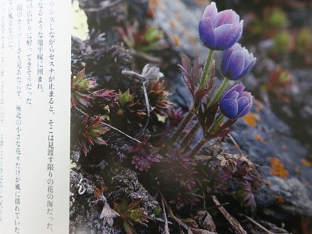 写真集「星野道夫の仕事」 全4巻セット、美品