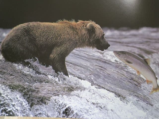 写真集「星野道夫の仕事」 全4巻セット、美品