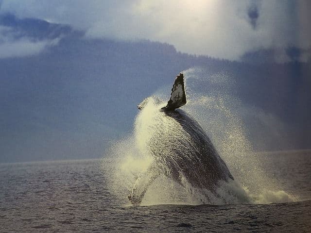 写真集「星野道夫の仕事」 全4巻セット、美品