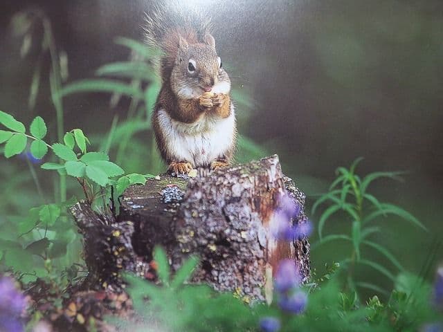 写真集「星野道夫の仕事」 全4巻セット、美品