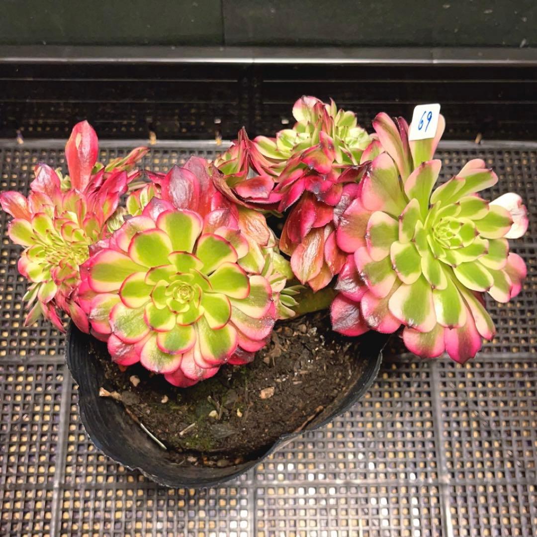 69#多肉植物アエオニウム錦❤️ 美姫セッカ ❤️24cm拔き苗