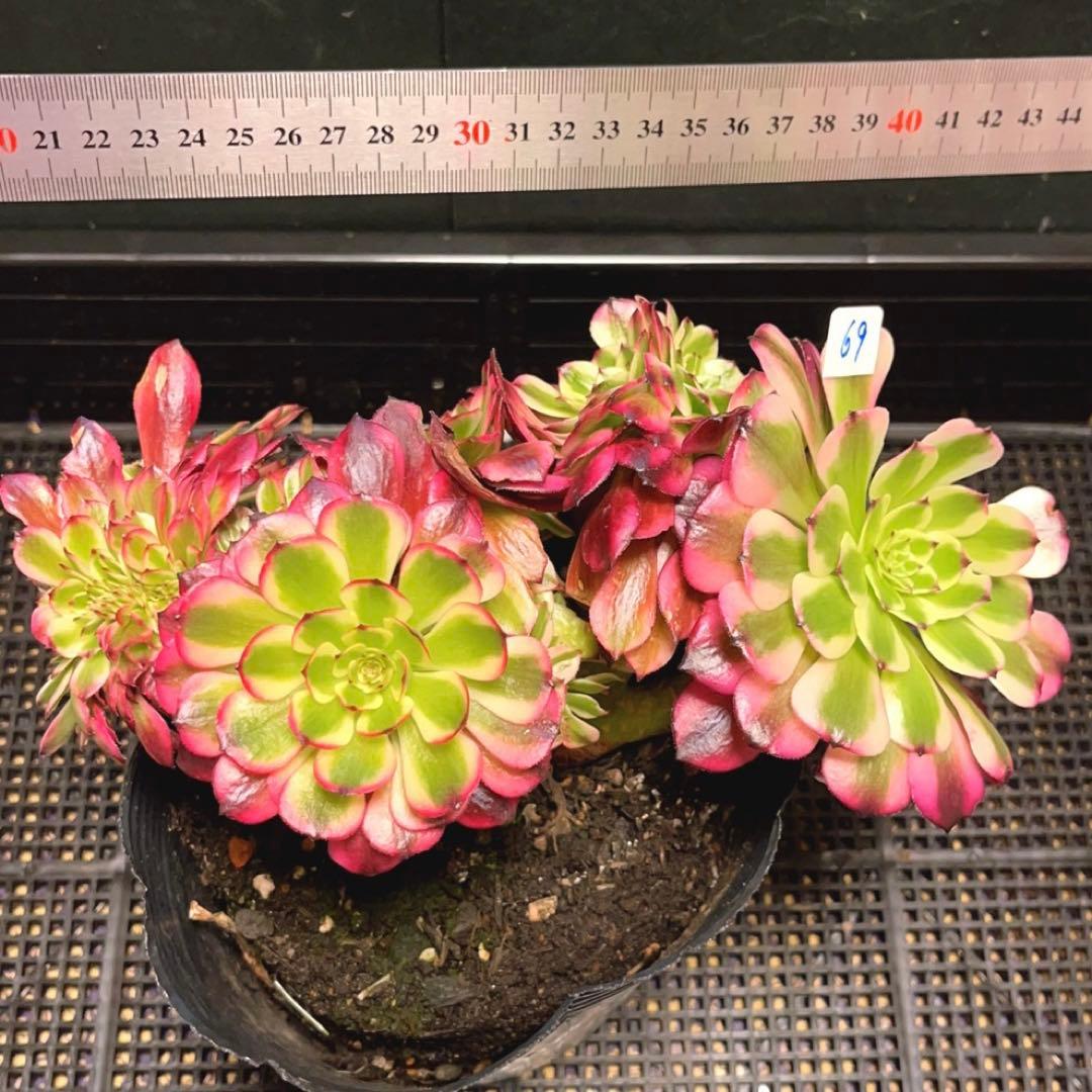 69#多肉植物アエオニウム錦❤️ 美姫セッカ ❤️24cm拔き苗