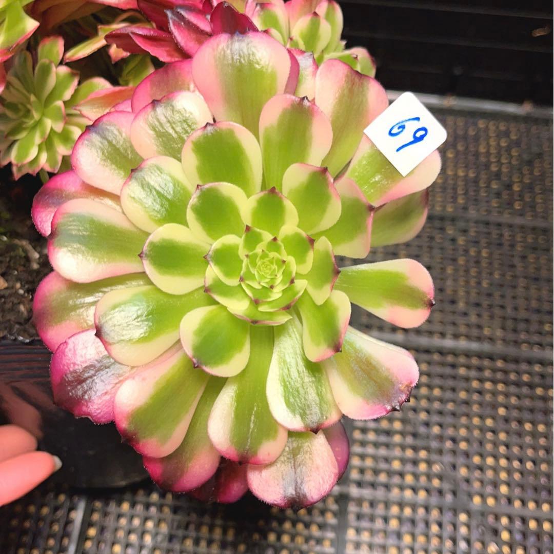 69#多肉植物アエオニウム錦❤️ 美姫セッカ ❤️24cm拔き苗