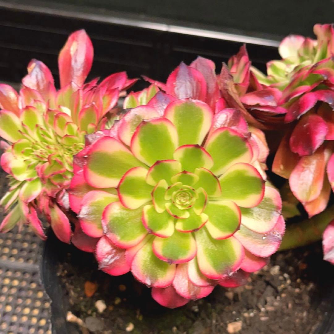 69#多肉植物アエオニウム錦❤️ 美姫セッカ ❤️24cm拔き苗