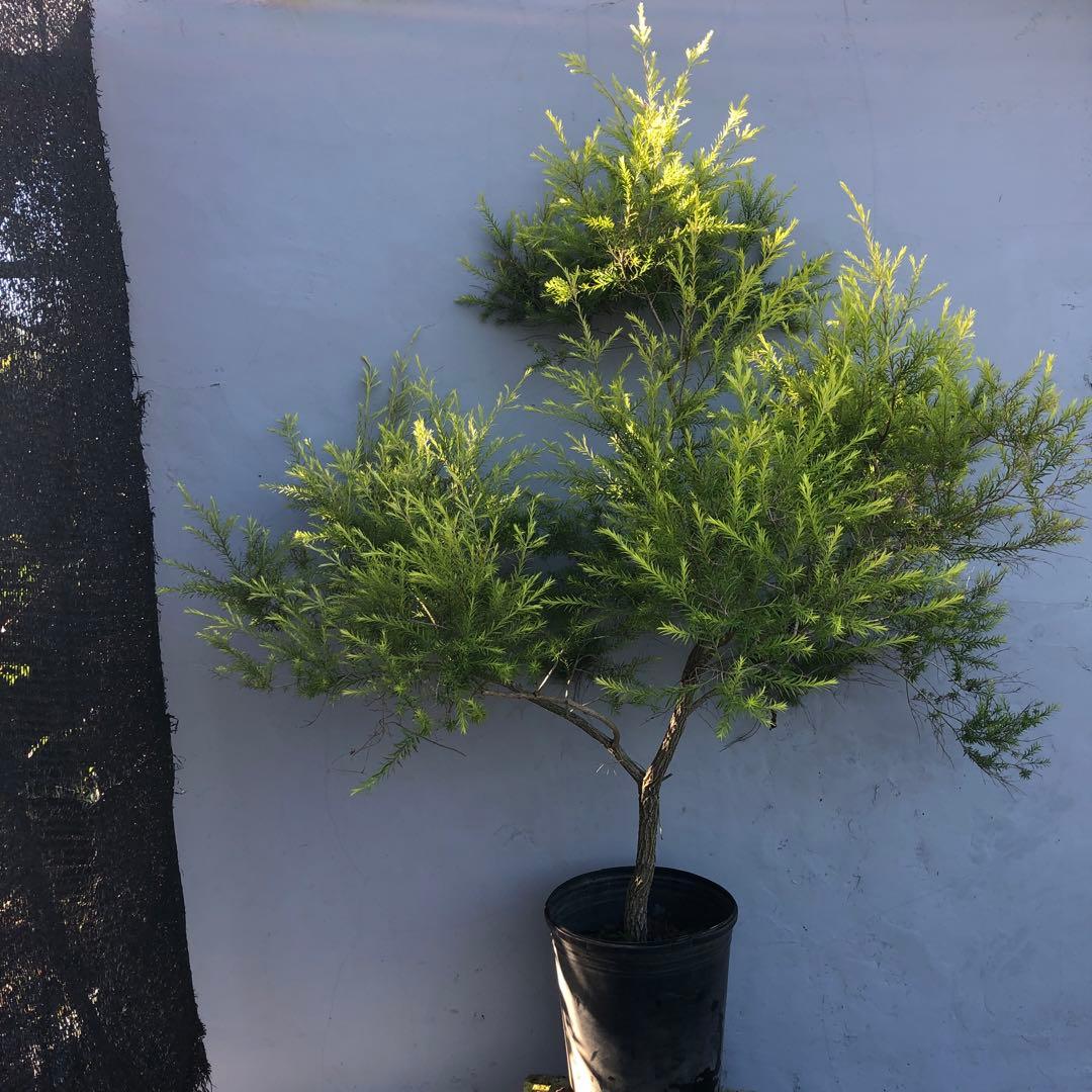 メラレウカ　レボリューションゴールド　大型