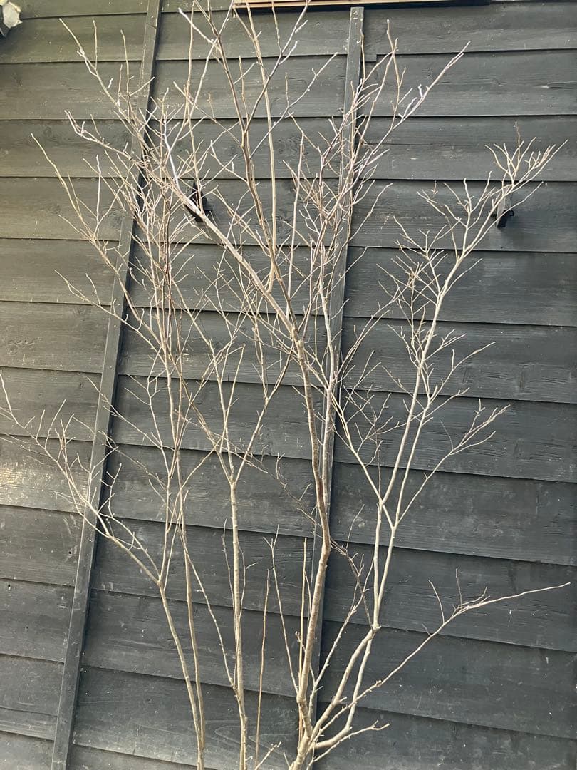 41 山採り　ナツハゼ