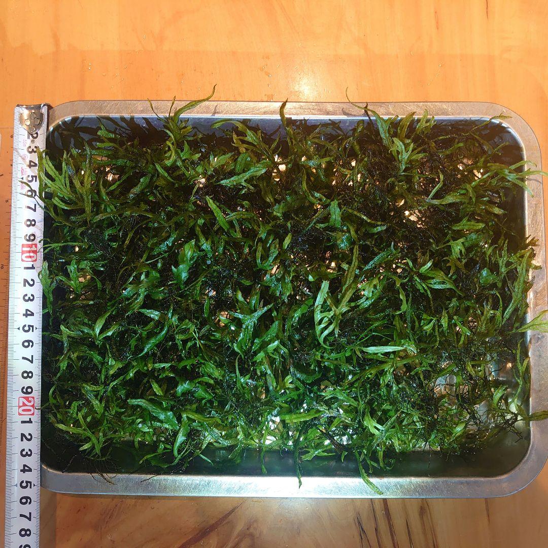 【大特価】ミクロソリウム 特大塊