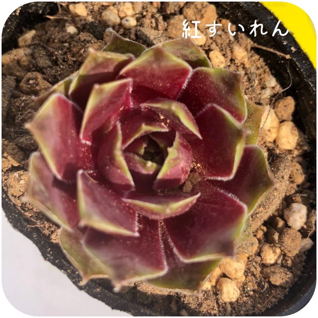 紅すいれん　センペルビウム　多肉植物