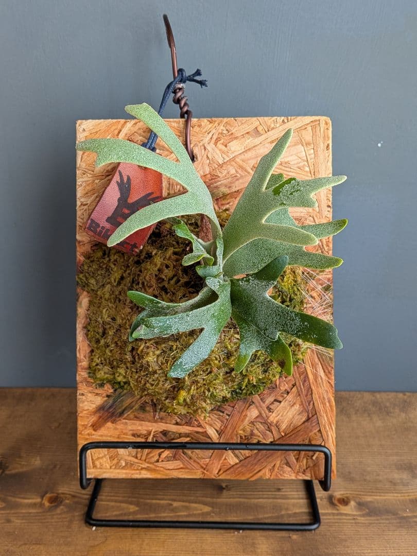 ビカクシダ板付 ウィリンキー バクテリア スポア