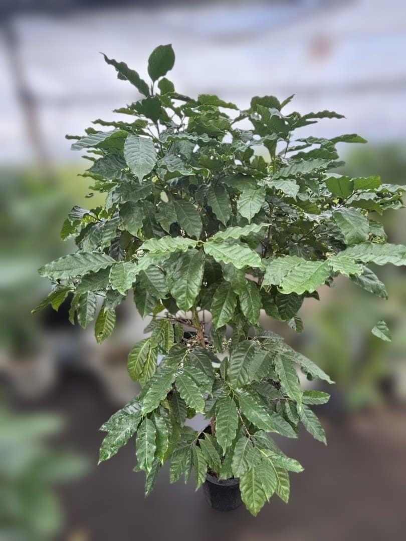 コーヒーの木（果実付き） 10号　170センチ