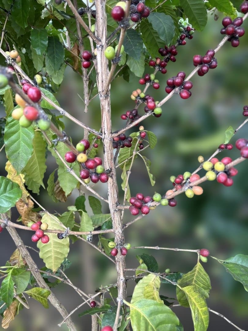 コーヒーの木（果実付き） 10号　170センチ