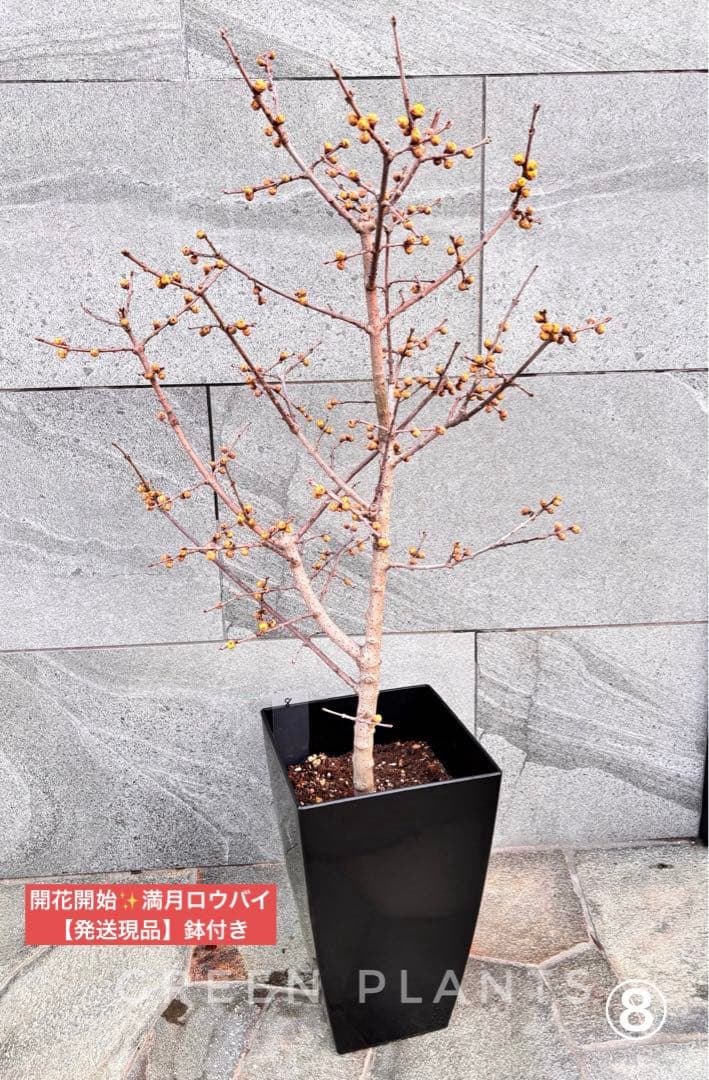 蝋梅 苗 接木5年生 満月 大苗 鉢植え【ロウバイ】開花開始
