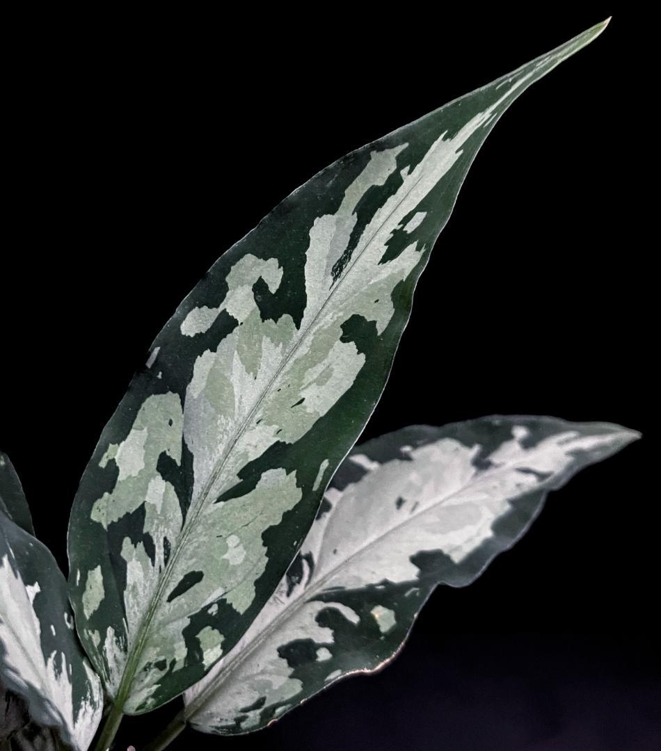 ◆RGL◆子株 アチェ産 ワイルド 現地便 アグラオネマ ピクタム アルゲンタム