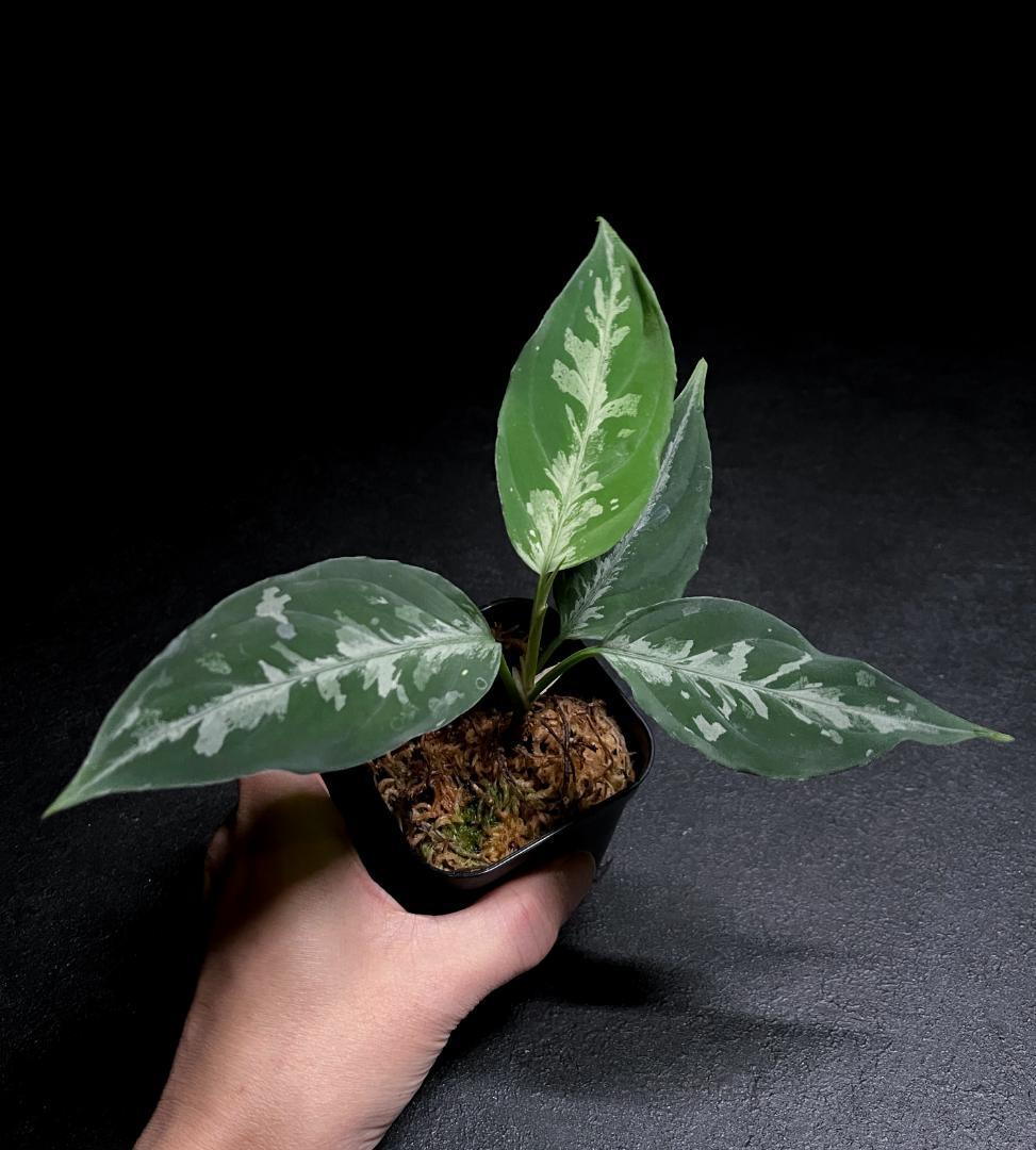 ◆RGL◆子株 アチェ産 ワイルド 現地便 アグラオネマ ピクタム アルゲンタム