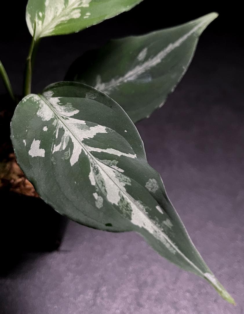 ◆RGL◆子株 アチェ産 ワイルド 現地便 アグラオネマ ピクタム アルゲンタム