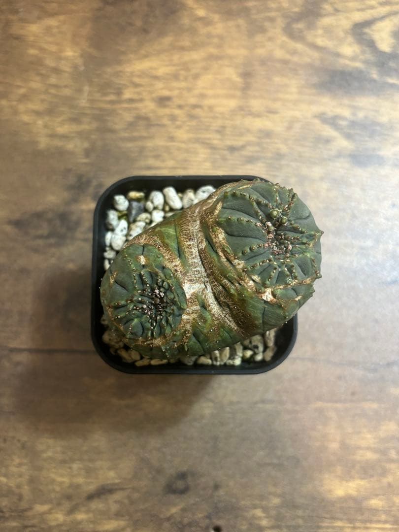 オベサ綴化　実生　実生株　ユーフォルビア オベサ