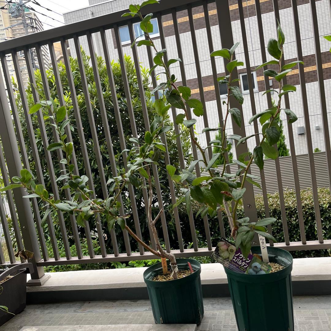 チャンドラ　スパルタン 接木苗 ブルーベリー苗木