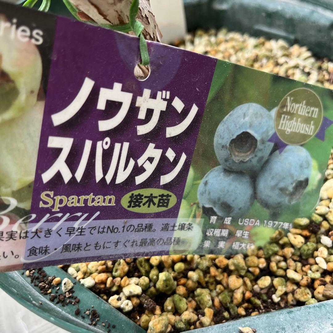 チャンドラ　スパルタン 接木苗 ブルーベリー苗木