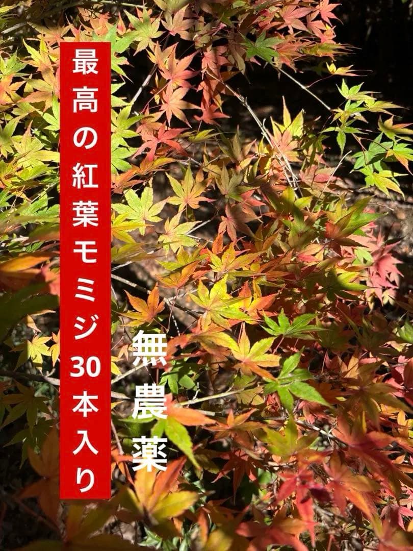 紅葉モミジ
