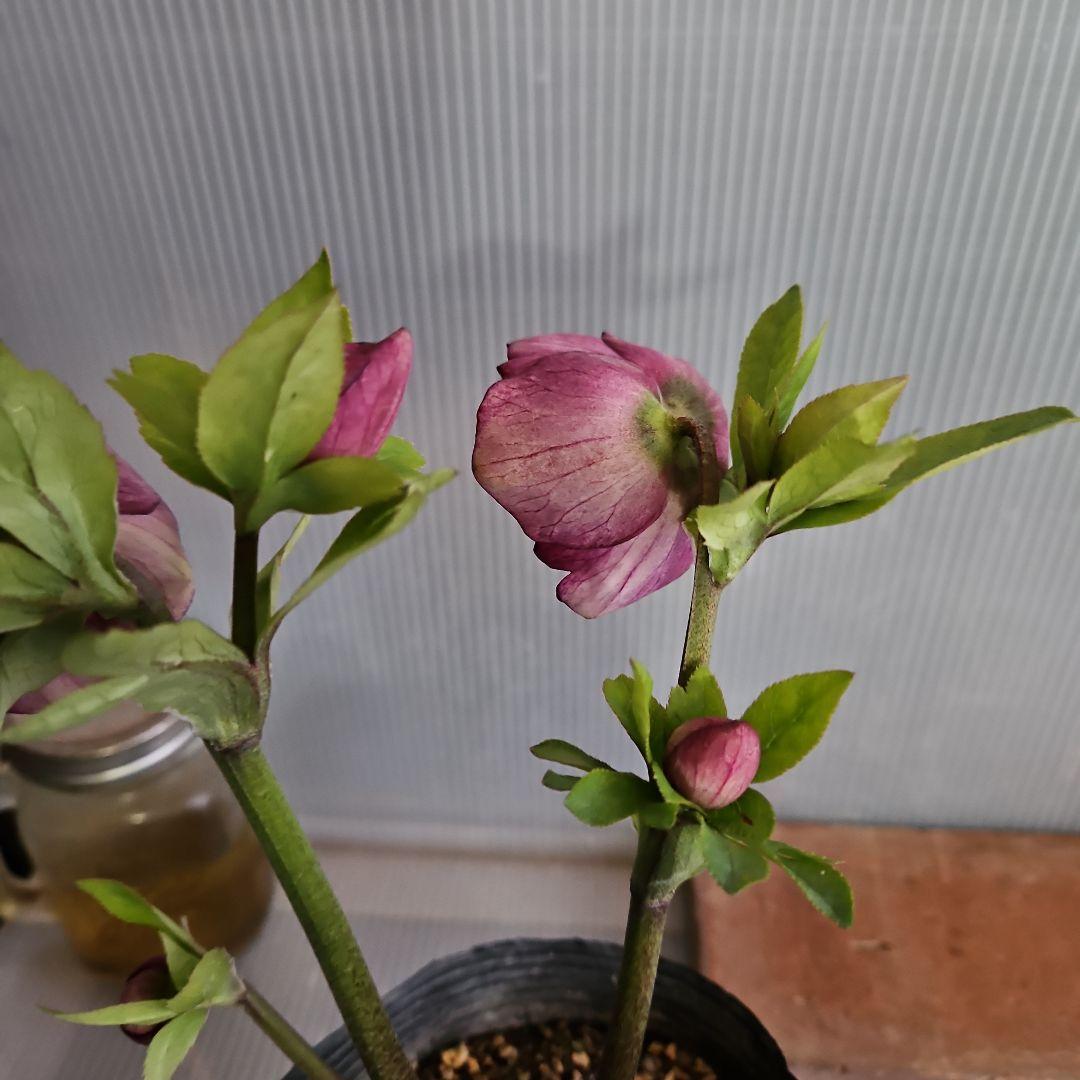 ★おぎっちょ様ご購入苗✿㉖-99✿㉖-274クリスマスローズ